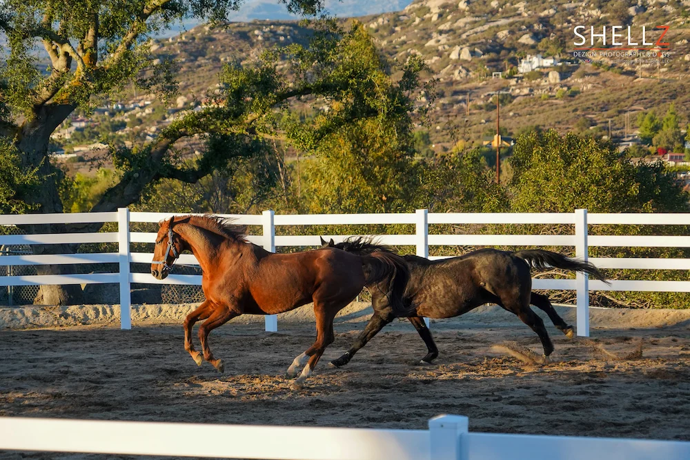 Two horses running in an SDCE equestrian arena with the granite mountains in the background. Photo by Shellz Dezign Photography.